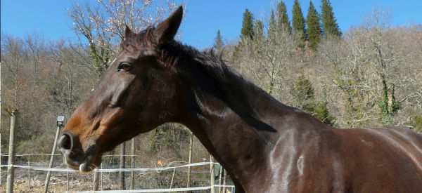 Butterfly Z, la mia prima cavalla da salto. Ha un carattere molto dolce.